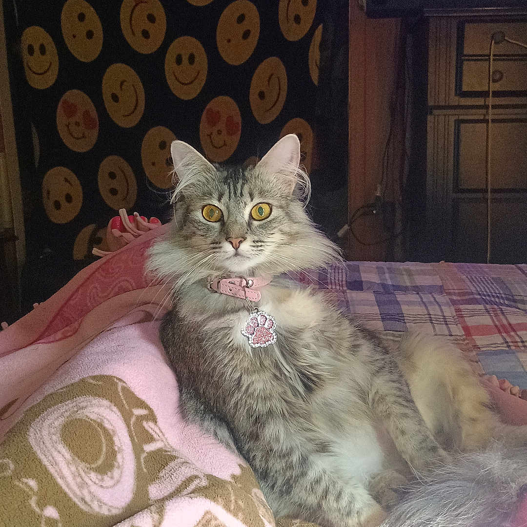 Start Light joined the competition — help win amazing prizes! bed, blanket, cat, collar, cozy, cute, feline, fur, gray, home, indoor, pet, pink, relaxed, resting, smiley_face, tabby_cat, tag, wall_hanging, yellow_eyes