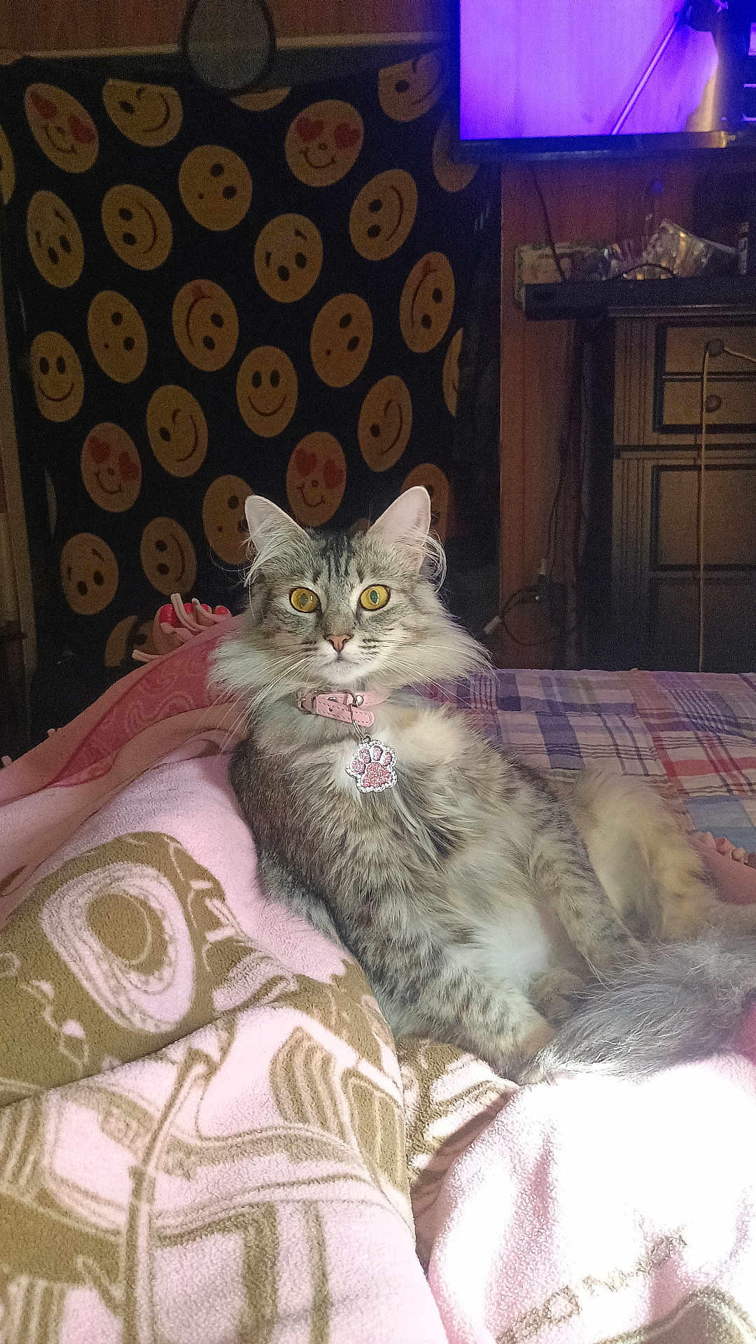Start Light joined the competition — help win amazing prizes! cat, tabby_cat, pet, indoor, bed, blanket, pink, gray, feline, collar, tag, smiley_face, wall_hanging, yellow_eyes, fur, cute, relaxed, cozy, home, resting