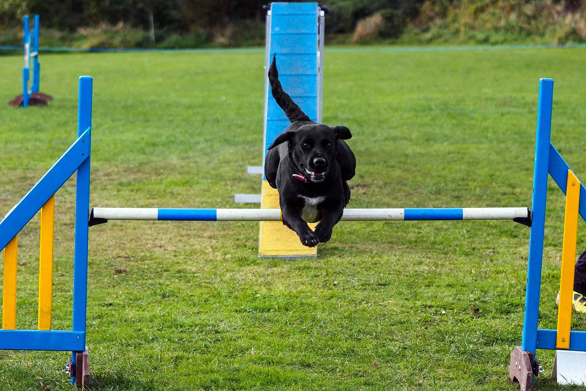 Blade is registered to the contest to win money with this photo: animal_sports, canidae, carnivore, dog, dog_agility, dog_breed, dog_sports, flyball, mammal, obedience_training, rally_obedience, sporting_group, sports