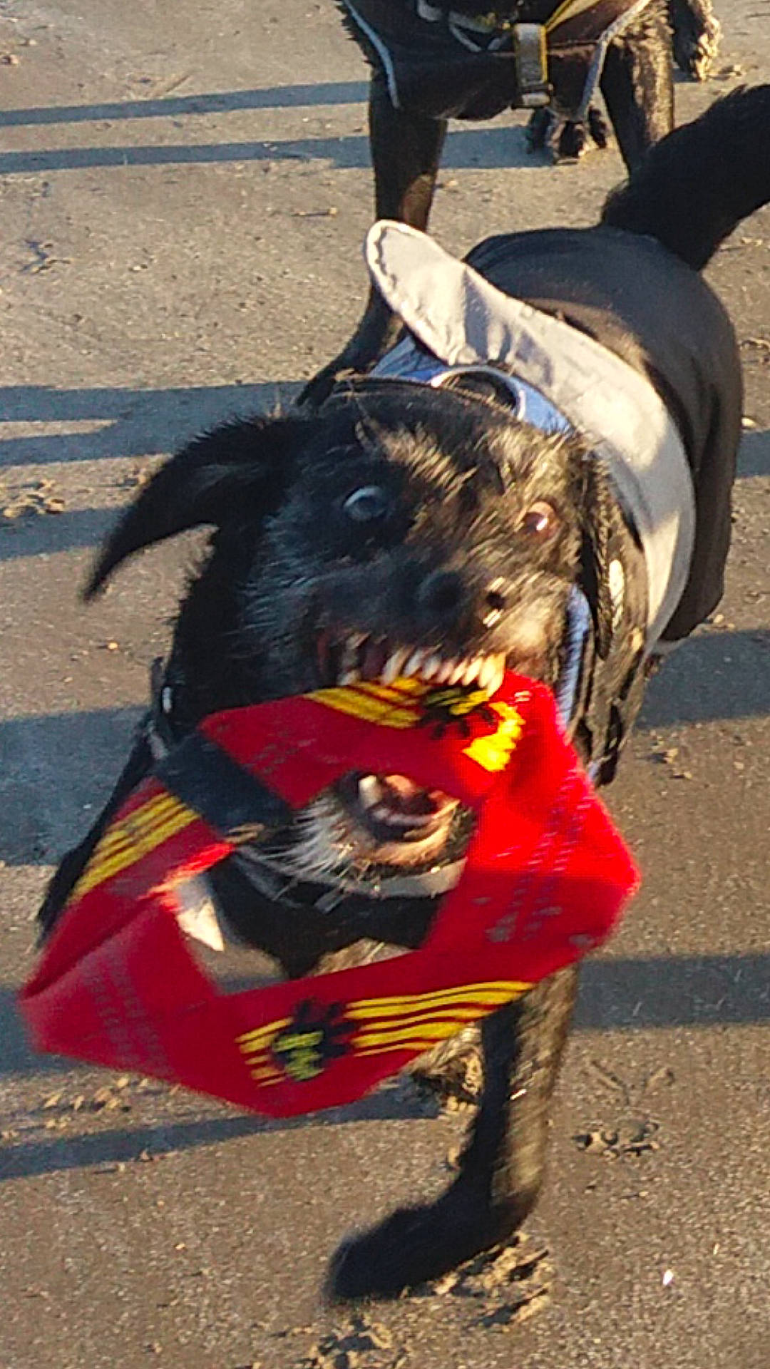 Razor is registered to the contest to win money with this photo: canidae, carnivore, companion_dog, costume, dog, dog_breed, dog_clothes, leash, snout, sporting_group