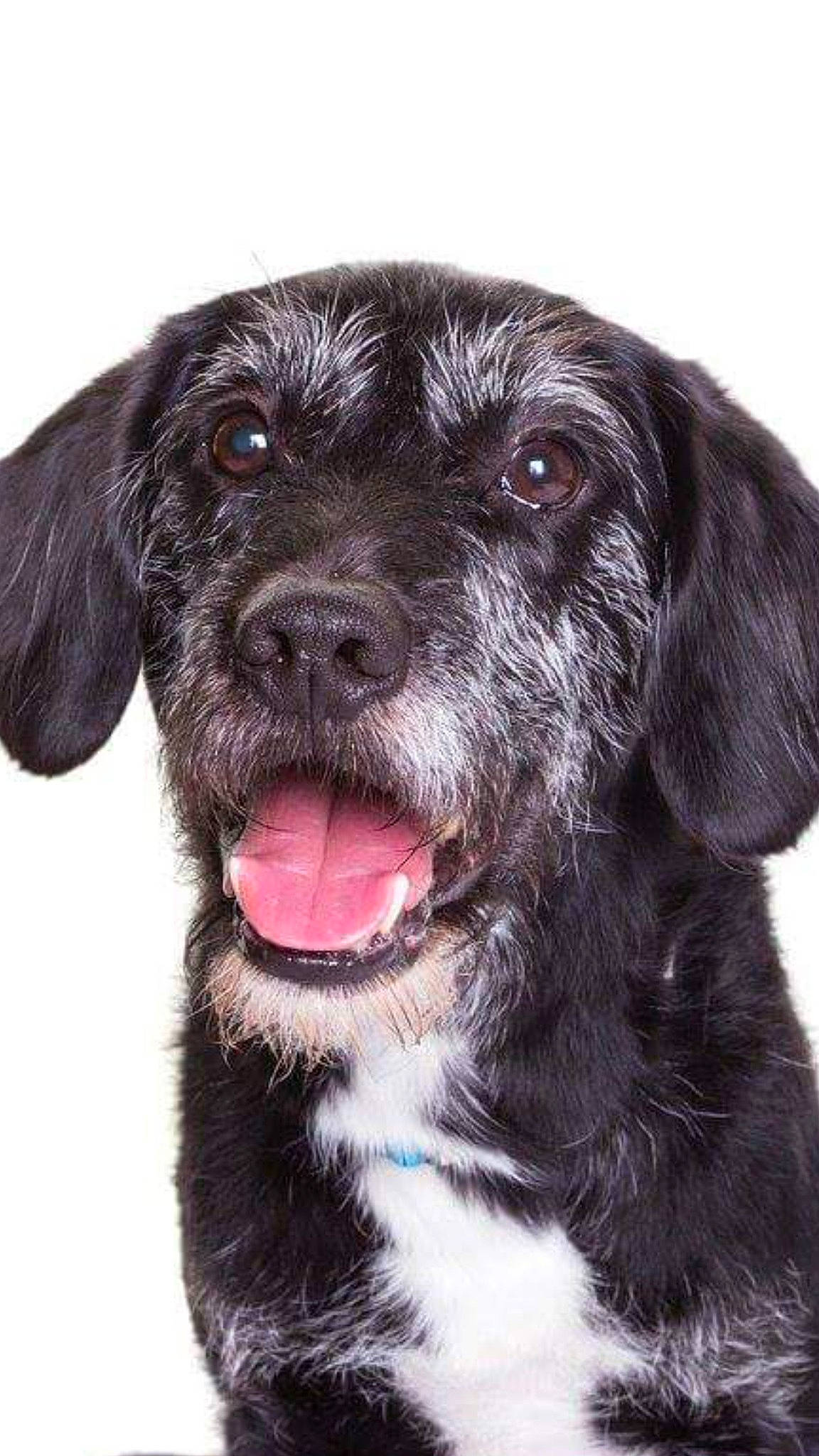 Razor joined the competition — help win amazing prizes! canidae, carnivore, companion_dog, dog, dog_breed, fur, hunting_dog, labrador_retriever, mammal, pointing_breed, puppy, rare_breed_dog, retriever, snout, spaniel, sporting_group, vertebrate, whiskers