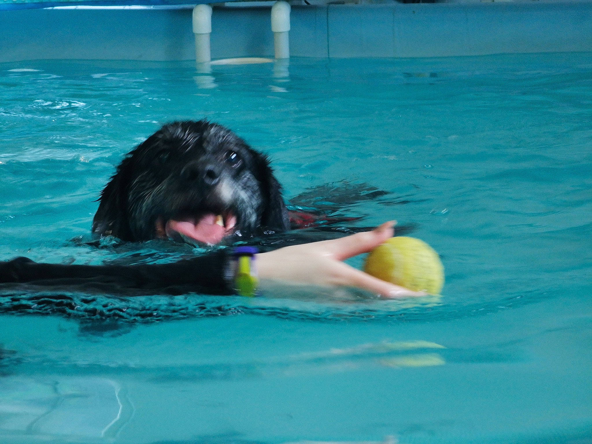 Razor is registered to the contest to win money with this photo: canidae, carnivore, dog, dog_breed, fun, landseer, mammal, newfoundland, portuguese_water_dog, recreation, spanish_water_dog, sporting_group, summer, swimming, vertebrate, working_dog
