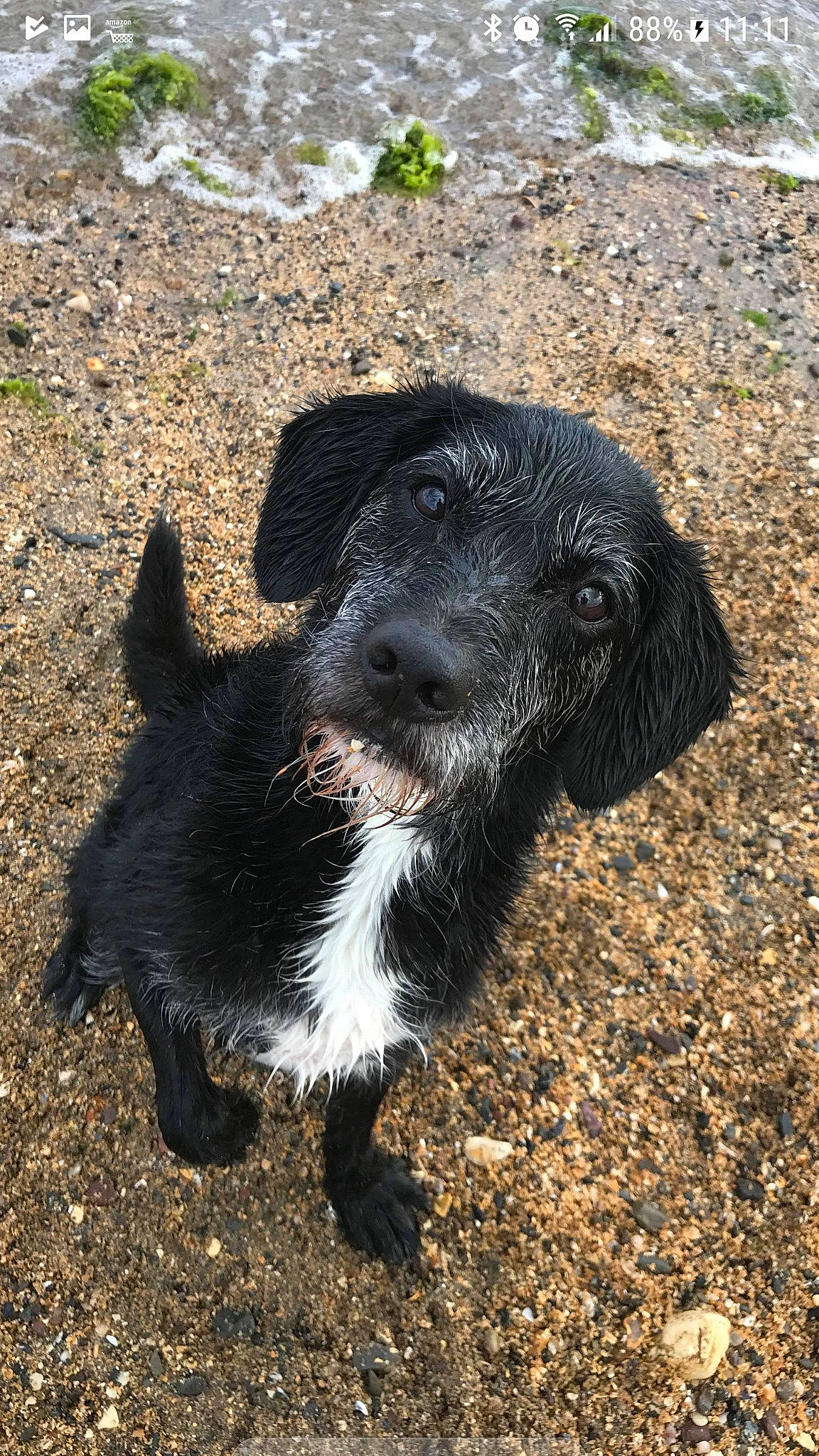 Razor is registered to the contest to win money with this photo: canidae, carnivore, dog, dog_breed, flat_coated_retriever, german_wirehaired_pointer, hunting_dog, rare_breed_dog, spaniel, sporting_group, stichelhaar