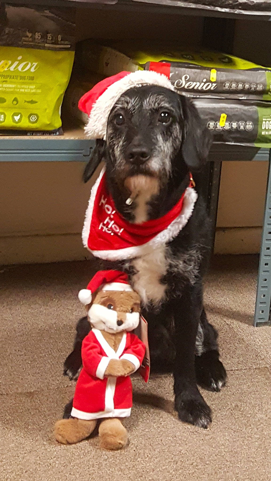 Razor is registered to the contest to win money with this photo: canidae, carnivore, companion_dog, dog, dog_breed, dog_clothes, guard_dog, labrador_retriever, mammal, snout, sporting_group