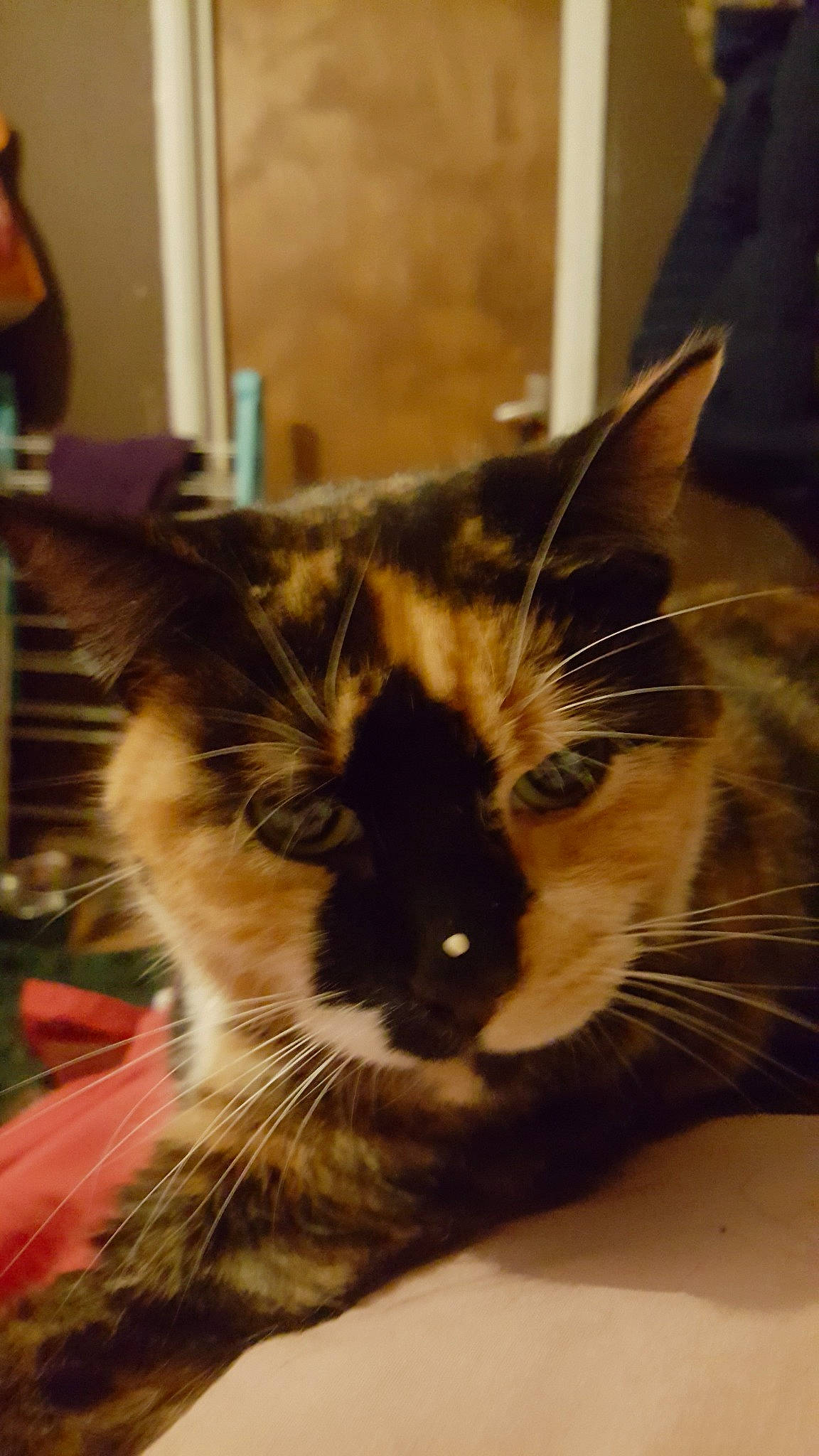 Mosley joined the competition — help win amazing prizes! carnivore, cat, domestic_long_haired_cat, domestic_short_haired_cat, ear, european_shorthair, felidae, fur, kitten, maine_coon, nose, small_to_medium_sized_cats, snout, tabby_cat, whiskers