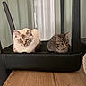 cat, cats, feline, pet, indoor, wooden_floor, chair, black_chair, curtain, window, tabby_cat, fluffy_cat, two_cats, animal, resting, cute, domestic_animal, fur, ears, whiskers