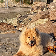 Gulliver participe au concours pour gagner de l'argent avec cette photo : dog, chow_chow, fluffy, beach, sand, rocks, sunlight, outdoor, relaxing, pet, canine, mammal, nature, fur, animal, leash, daytime, resting, smiling, cute