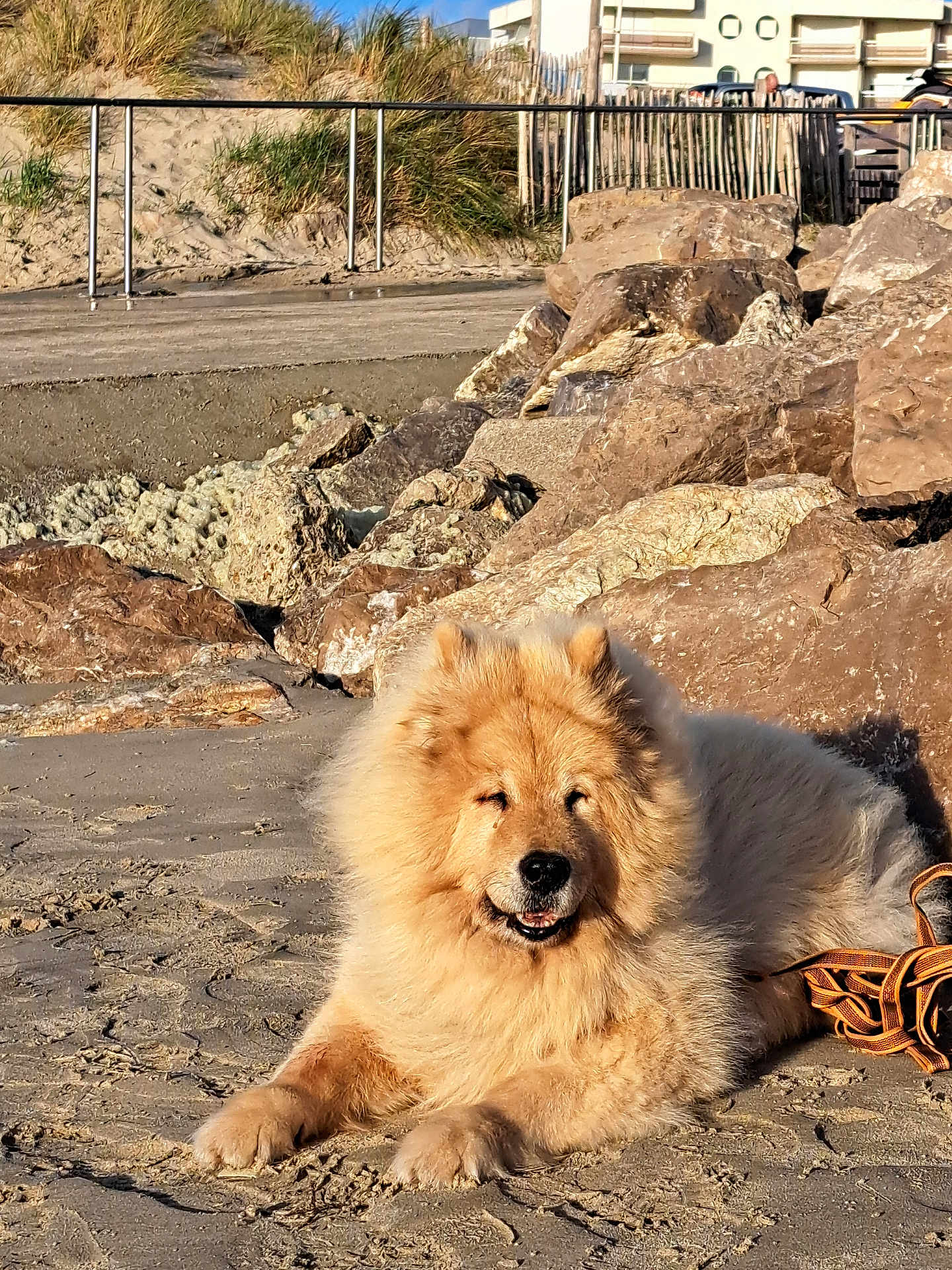 Gulliver participe au concours pour gagner de l'argent avec cette photo : dog, chow_chow, fluffy, beach, sand, rocks, sunlight, outdoor, relaxing, pet, canine, mammal, nature, fur, animal, leash, daytime, resting, smiling, cute