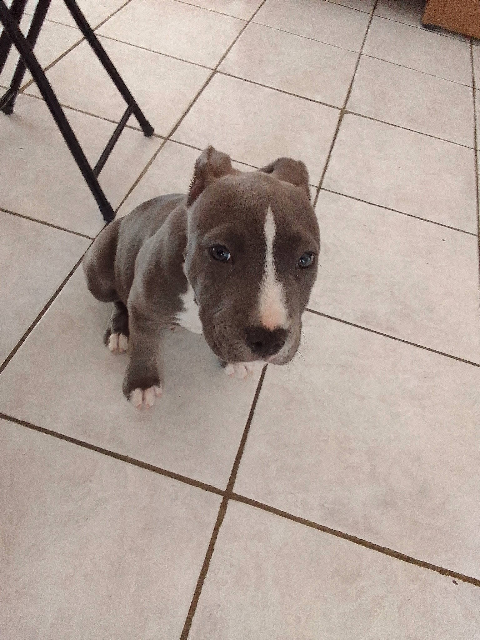 Kimbo participe au concours pour gagner de l'argent avec cette photo : canidae, carnivore, companion_dog, dog, dog_breed, fawn, floor, flooring, hardwood, liver, metal, paw, pet_supply, snout, sporting_group, tail, terrestrial_animal, tile_flooring, wood, working_animal