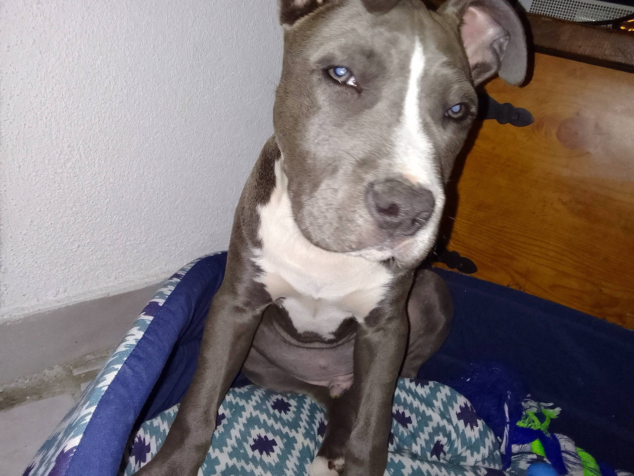 Kimbo a rejoint le concours — aidez-le/la à gagner de superbes lots ! canidae, carnivore, collar, companion_dog, dog, dog_breed, dog_collar, dog_supply, electric_blue, fawn, non_sporting_group, pet_supply, snout, sporting_group, whiskers, working_animal, working_dog