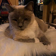 Tiki is registered to the contest to win money with this photo: anchor_pattern, animal, blanket, bookshelf, cat, cozy, dim_light, ears, fluffy, furniture, furry, home, indoor, paws, pet, plant, relaxed, resting, sleepy, whiskers