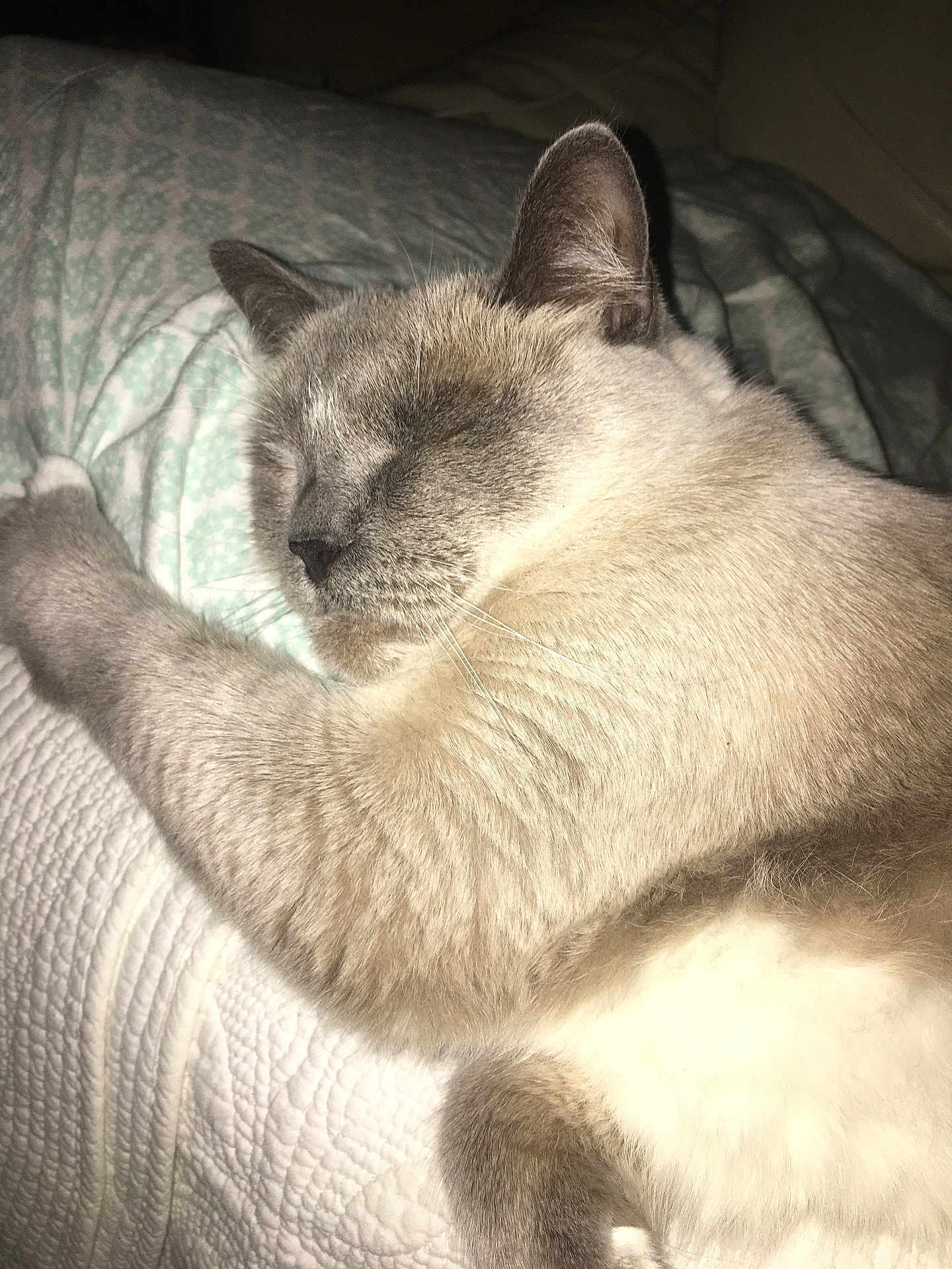 Tiki is registered to the contest to win money with this photo: cat, sleeping, bed, pillow, quilt, indoor, pet, feline, fur, cozy, resting, animal, cute, whiskers, relaxation, comfort, domestic, mammal, closeup, peaceful