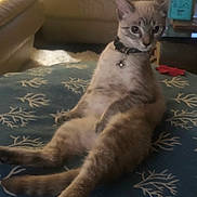 Kahia joined the competition — help win amazing prizes! cat, sitting, indoor, cushion, blue, collar, bell, furniture, living_room, curious, pet, animal, relaxed, feline, pattern, cozy, domestic, ears, whiskers, paws