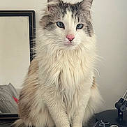 Joe a rejoint le concours — aidez-le/la à gagner de superbes lots ! cat, fluffy, blue_eyes, sitting, indoor, pet, feline, long_hair, white_fur, gray_fur, pink_nose, mirror, table, lamp, rolled_paper, domestic_animal, portrait, calm, relaxed, closeup