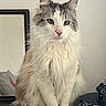 cat, fluffy, blue_eyes, sitting, indoor, pet, feline, long_hair, white_fur, gray_fur, pink_nose, mirror, table, lamp, rolled_paper, domestic_animal, portrait, calm, relaxed, closeup