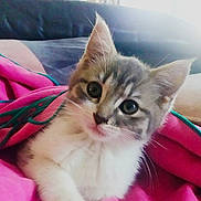 Moumouss a rejoint le concours — aidez-le/la à gagner de superbes lots ! animal, blanket, cat, closeup, couch, cozy, cute, domestic, ears, face, feline, fur, indoor, kitten, pet, pink, resting, soft, whiskers, young