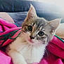 animal, blanket, cat, closeup, couch, cozy, cute, domestic, ears, face, feline, fur, indoor, kitten, pet, pink, resting, soft, whiskers, young