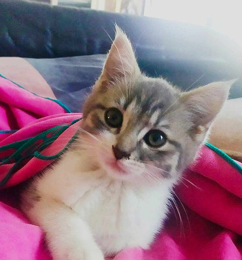 Moumouss