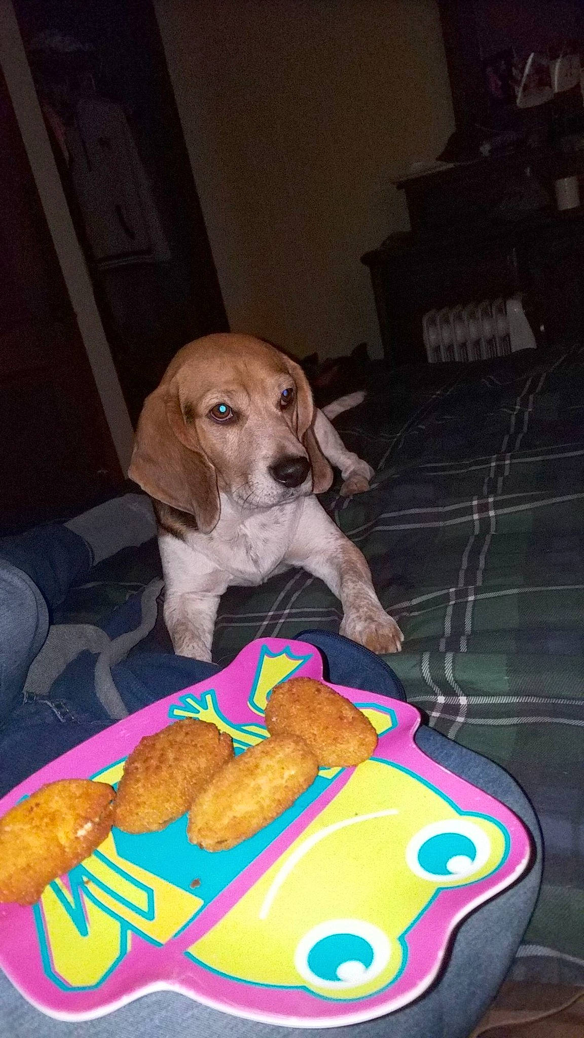 Krypto is registered to the contest to win money with this photo: baked_goods, carnivore, companion_dog, cuisine, dessert, dish, dog, dog_breed, dog_supply, fawn, finger_food, food, ingredient, junk_food, paw, pet_supply, sporting_group, stuffed_toy, sweetness, toy