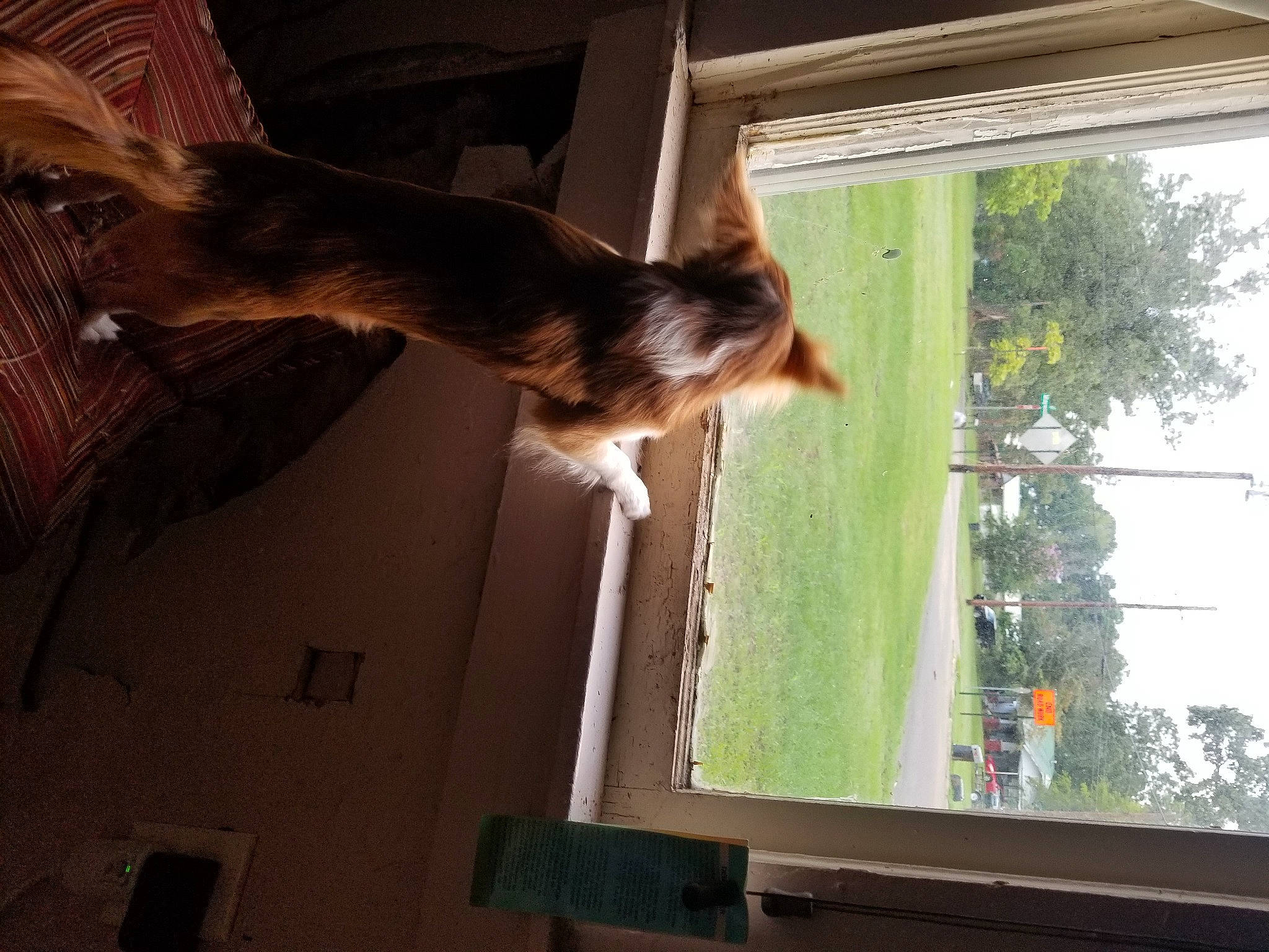 Cooper Sam is registered to the contest to win money with this photo: carnivore, cat, companion_dog, dog, fawn, felidae, fur, hardwood, house, interior_design, plant, sash_window, shade, small_to_medium_sized_cats, tail, tints_and_shades, tree, window, window_treatment, wood