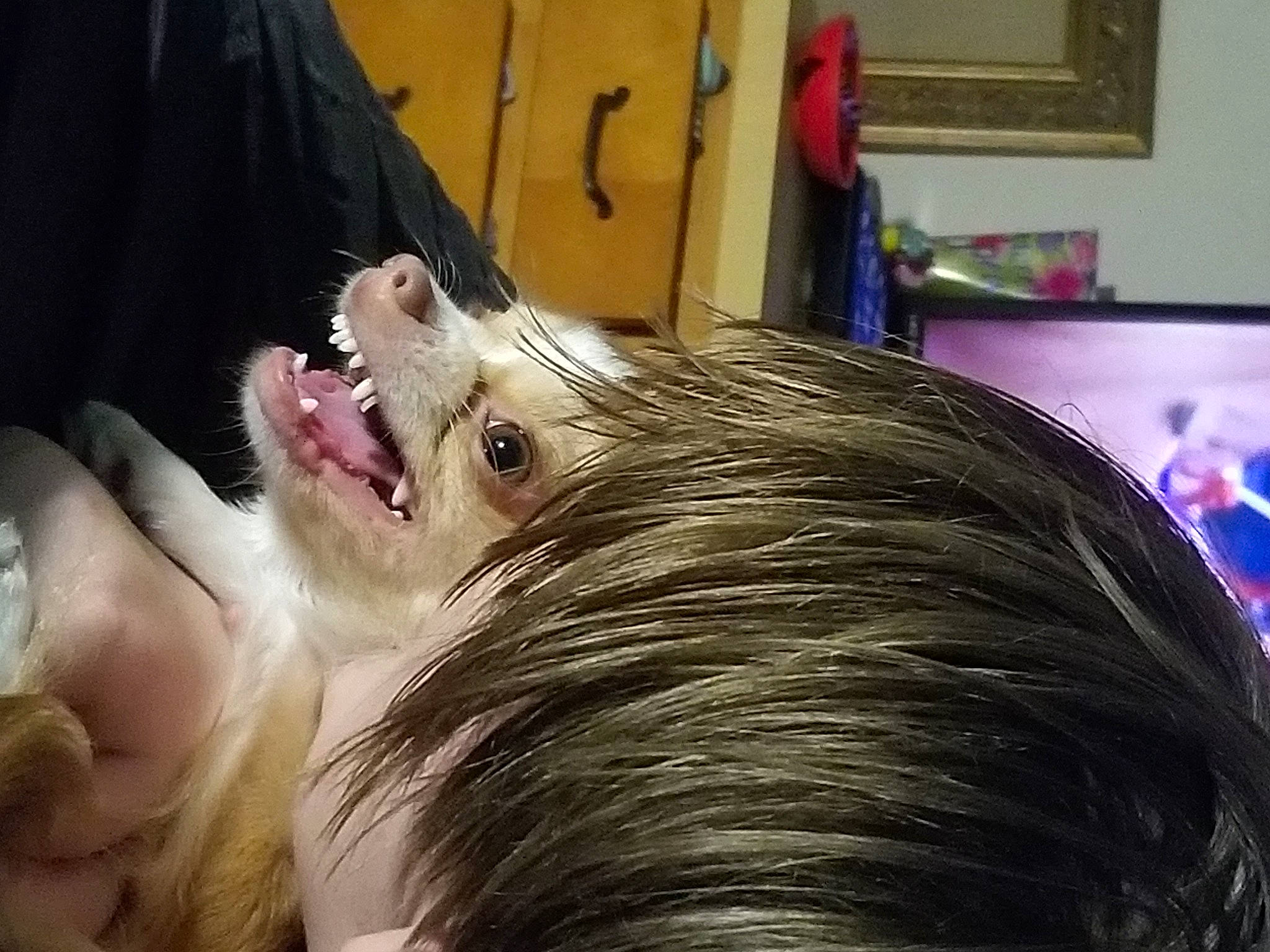 Cooper Sam joined the competition — help win amazing prizes! canidae, carnivore, companion_dog, dog_breed, ear, eyelash, fang, fur, giant_dog_breed, hair_care, hair_coloring, jaw, liver, pekingese, picture_frame, snout, spitz, sporting_group, whiskers