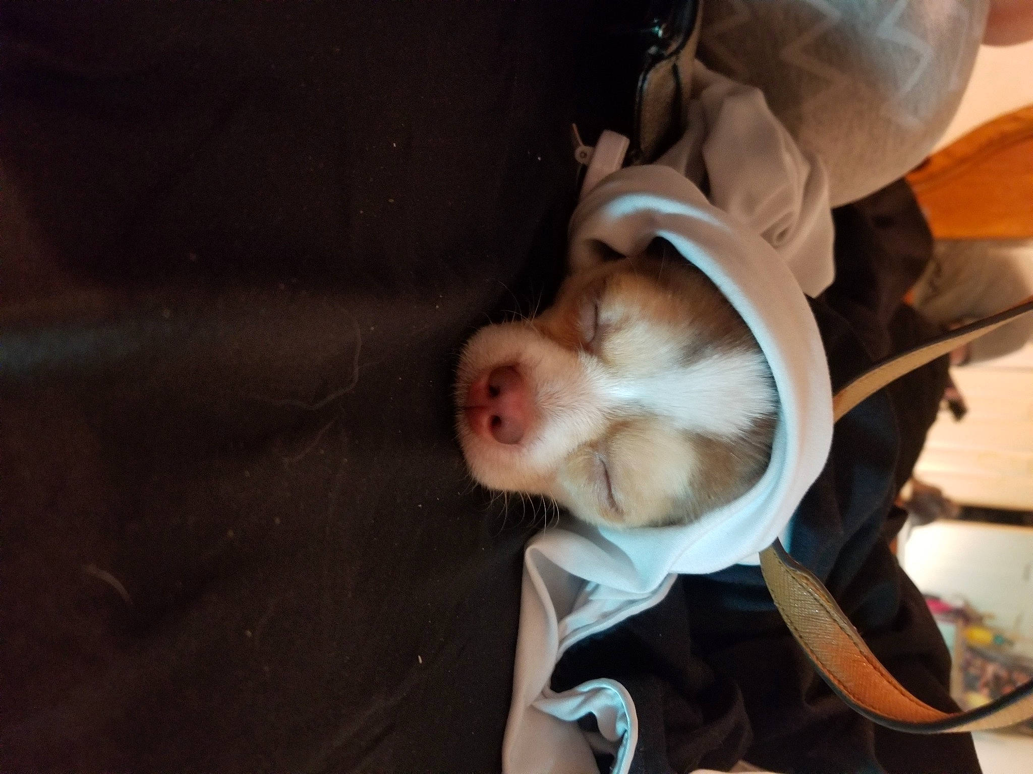 Cooper Sam joined the competition — help win amazing prizes! canidae, carnivore, companion_dog, dog, dog_breed, fawn, felidae, fur, guinea_pig, non_sporting_group, paw, small_to_medium_sized_cats, snout, sporting_group, toy_dog, whiskers, working_animal