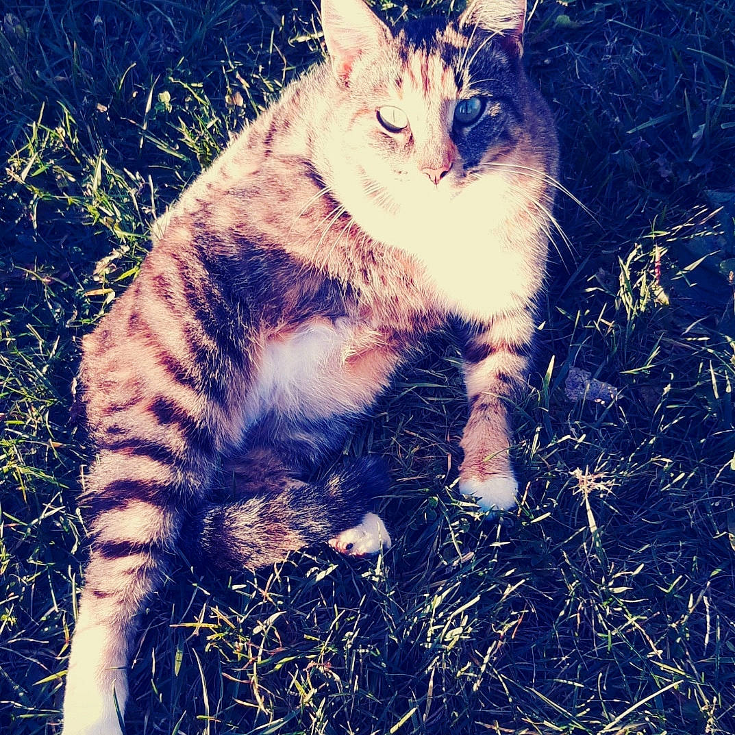 Skye joined the competition — help win amazing prizes! carnivore, cat, domestic_short_haired_cat, fawn, felidae, grass, happy, light, paw, people_in_nature, plant, small_to_medium_sized_cats, snout, sunlight, tail, terrestrial_animal, tints_and_shades, tree, whiskers, wilderness