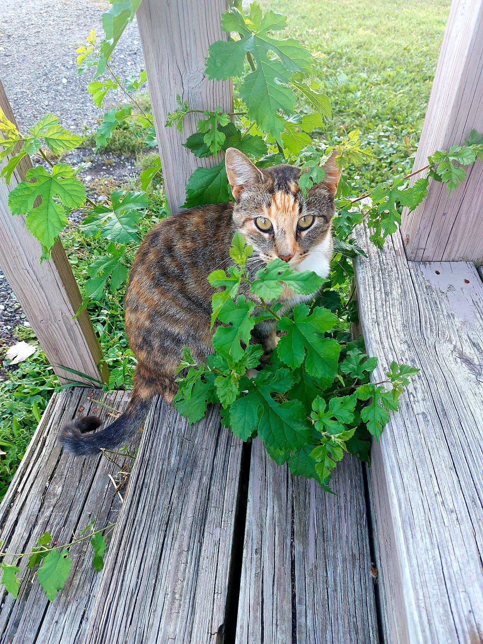 Skye joined the competition — help win amazing prizes! carnivore, cat, domestic_short_haired_cat, fawn, felidae, flagstone, flooring, fur, grass, groundcover, hardwood, leaf, plant, small_to_medium_sized_cats, snout, tail, terrestrial_animal, whiskers, wildlife, wood