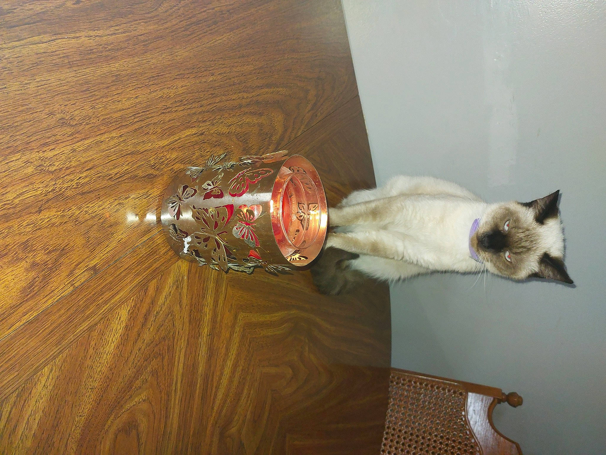 Roxi is registered to the contest to win money with this photo: body_jewelry, carnivore, cat, fashion_accessory, fawn, felidae, flooring, fur, hardwood, jewellery, metal, musical_instrument, plant, siamese, small_to_medium_sized_cats, tail, varnish, whiskers, wood, wood_stain