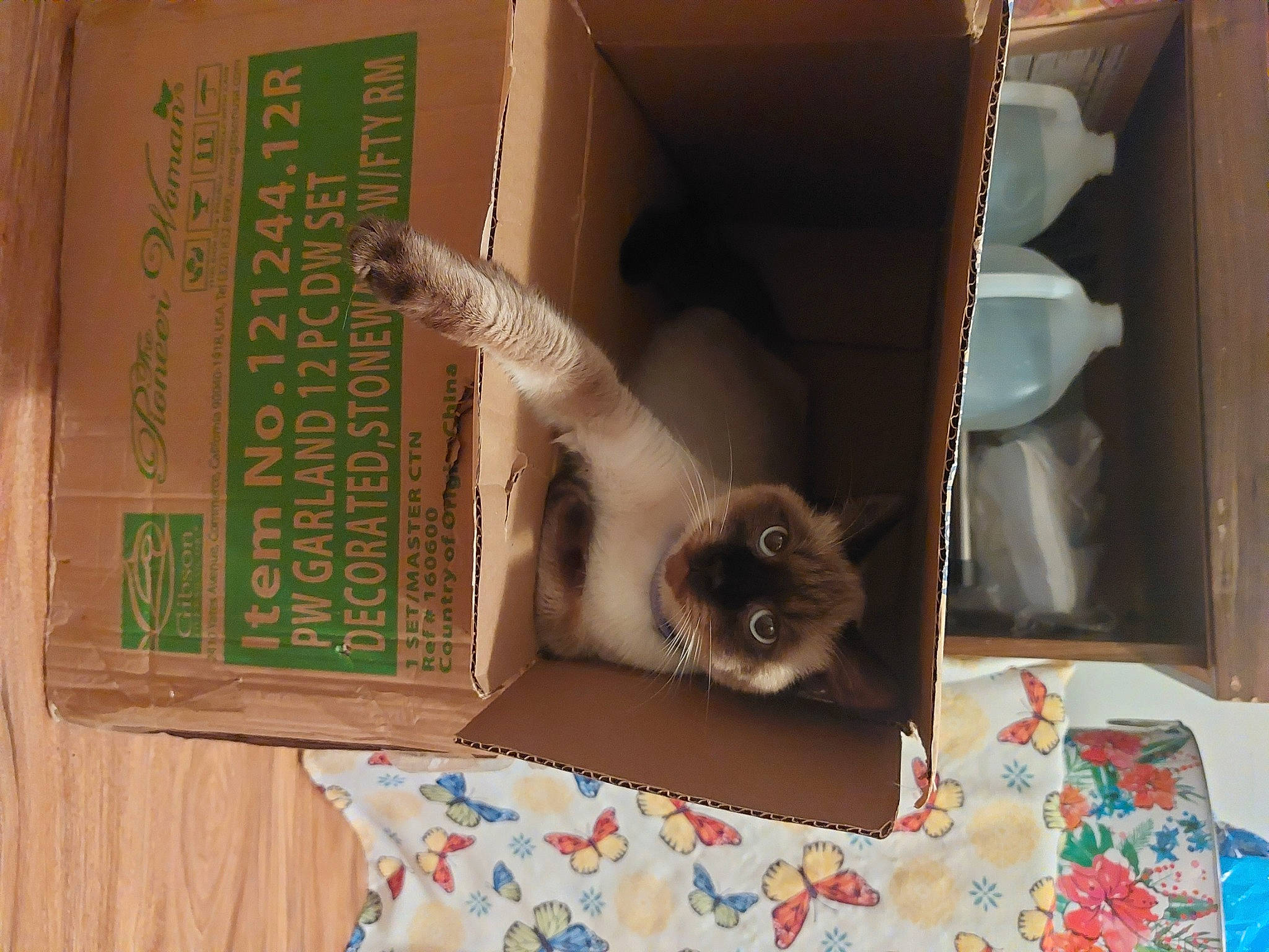 Roxi is registered to the contest to win money with this photo: balinese, carnivore, cat, domestic_short_haired_cat, fawn, felidae, fur, hardwood, linens, paper_product, pet_supply, publication, room, siamese, small_to_medium_sized_cats, tail, textile, thai, whiskers, wood