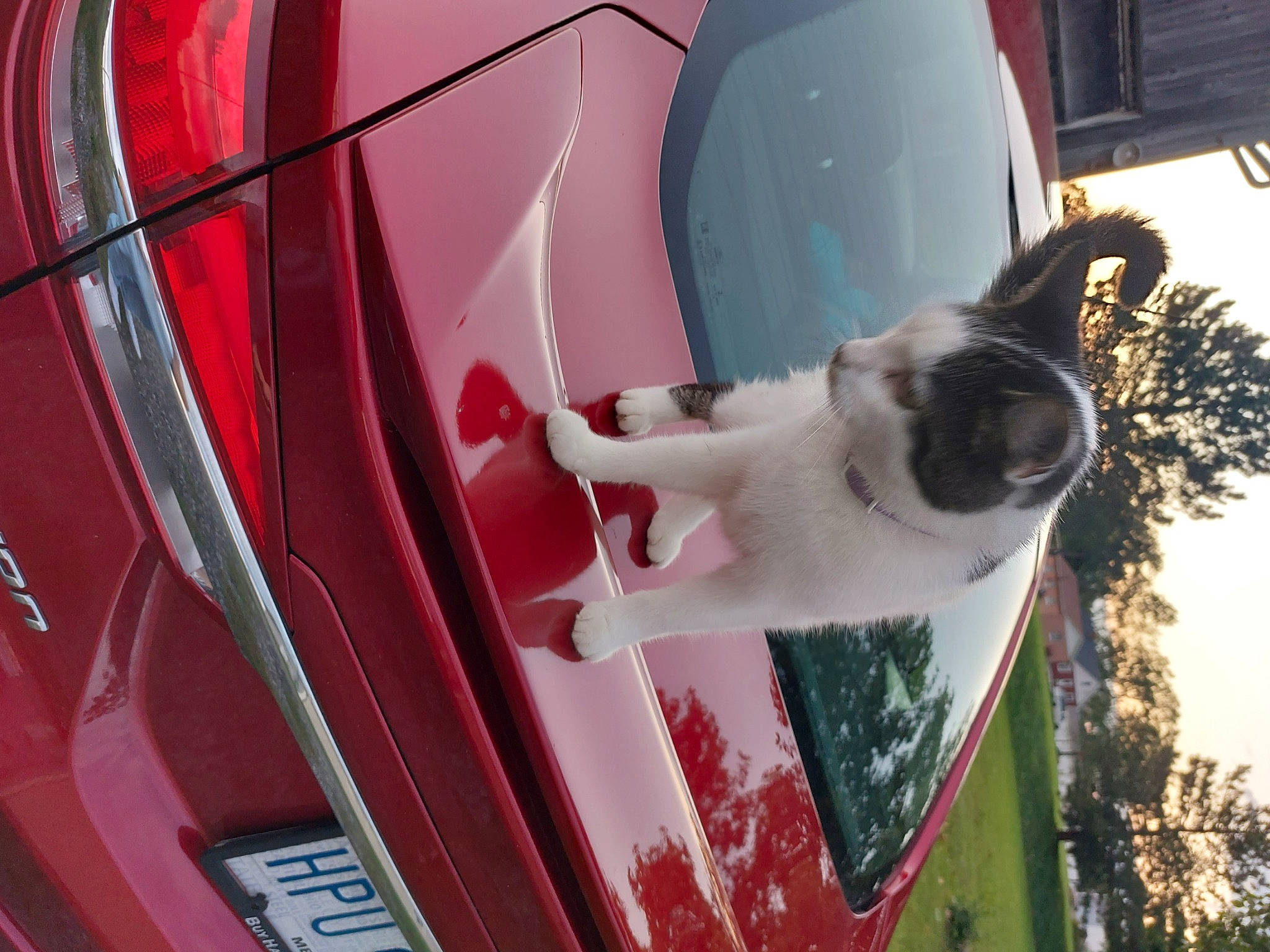 Moki joined the competition — help win amazing prizes! automotive_design, automotive_exterior, automotive_lighting, automotive_tail_brake_light, automotive_tire, car, carnivore, dog, door, fender, hood, motor_vehicle, pink, plant, sky, tree, vehicle, vehicle_door, wheel, window