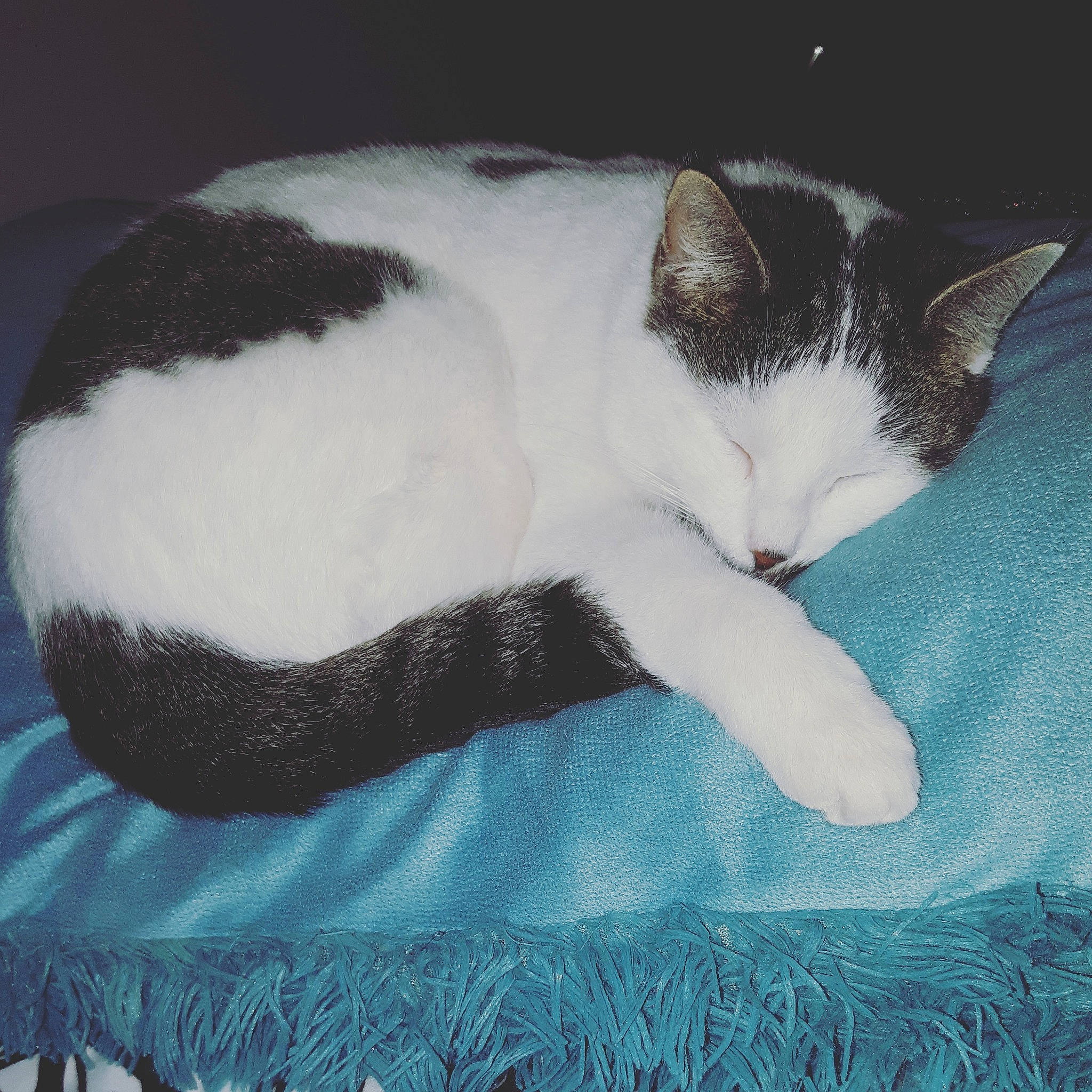 Moki joined the competition — help win amazing prizes! carnivore, cat, cat_supply, comfort, domestic_short_haired_cat, electric_blue, eye, felidae, foot, fur, head, human_body, leg, nap, paw, small_to_medium_sized_cats, snout, tail, terrestrial_animal, whiskers