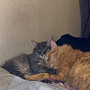 Arthus joined the competition — help win amazing prizes! cat, cats, tabby_cat, orange_cat, gray_cat, sleeping, cuddling, nap, furry, pets, animal, indoors, bed, blanket, cozy, relaxed, friendship, portrait, home, cute