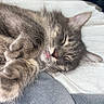 Arthus is registered to the contest to win money with this photo: cat, sleeping, gray_cat, fur, whiskers, ears, pink_nose, paw, curled_up, resting, bed, blanket, bedroom, indoor, cozy, relaxed, cute, pet, close_up, portrait