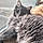 Arthus
