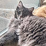 Arthus is registered to the contest to win money with this photo: cat, cats, fluffy, long_hair, gray_cat, golden_cat, sleeping, resting, window, indoors, pets, feline, fur, whiskers, ears, eyes, cozy, sunlight, close_up, relaxed