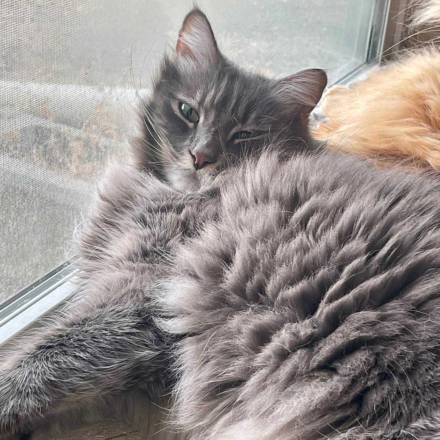 Arthus is registered to the contest to win money with this photo: cat, cats, fluffy, long_hair, gray_cat, golden_cat, sleeping, resting, window, indoors, pets, feline, fur, whiskers, ears, eyes, cozy, sunlight, close_up, relaxed