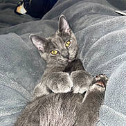 Nimbus is registered to the contest to win money with this photo: cat, gray_cat, pet, animal, feline, yellow_eyes, green_eyes, whiskers, paws, toe_beans, lying_down, relaxed, cute, cozy, blanket, bed, indoors, portrait, close_up, fluffy