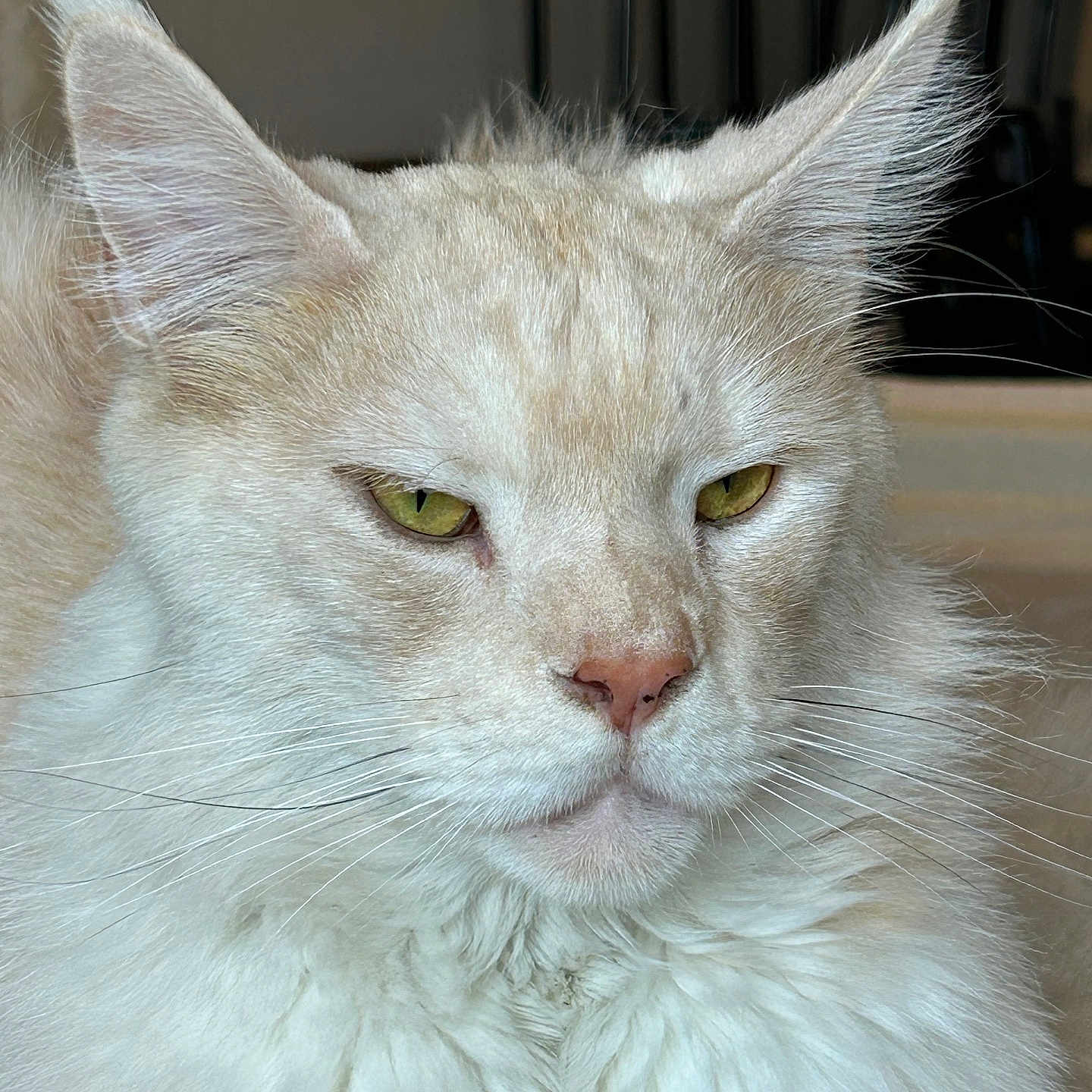 Taiko participe au concours pour gagner de l'argent avec cette photo : animal, calm, cat, close_up, closeup, cream_colored, dignified, domestic_cat, ears, face, feline, fluffy_fur, fur, indoor, mammal, pet, portrait, soft_light, whiskers, yellow_eyes