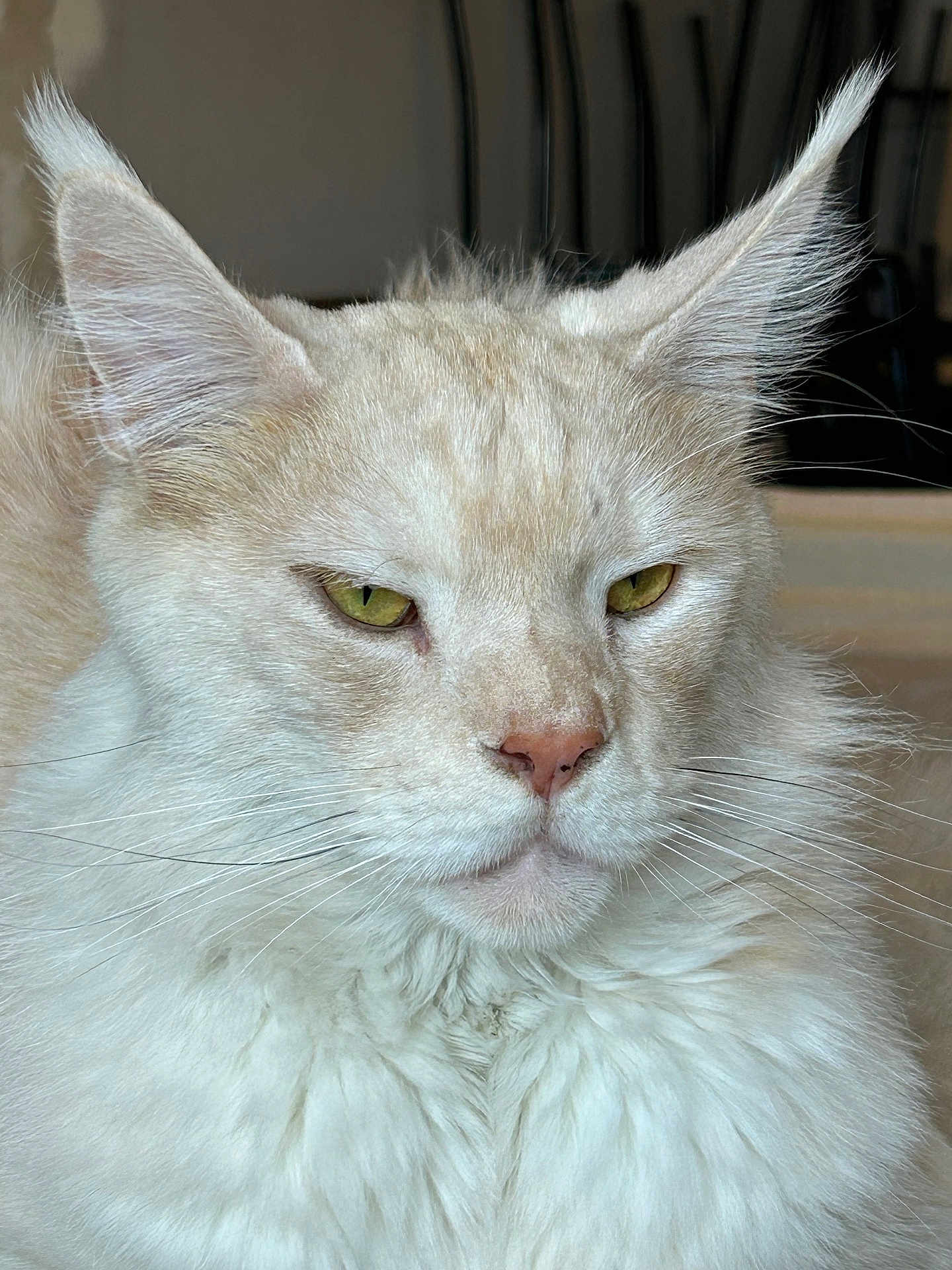 Taiko participe au concours pour gagner de l'argent avec cette photo : cat, cream_colored, close_up, fluffy_fur, yellow_eyes, whiskers, ears, indoor, pet, feline, portrait, calm, dignified, animal, mammal, soft_light, face, fur, domestic_cat, closeup