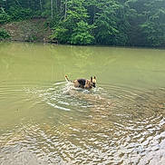 Penny joined the competition — help win amazing prizes! animal, canine, daylight, dog, forest, german_shepherd, greenery, lake, muddy_water, nature, outdoor, peaceful, pond, ripples, shallow_water, standing, summer, trees, water, wildlife