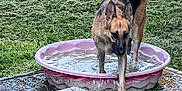 Penny joined the competition — help win amazing prizes! animal, backyard, canine, daytime, dog, fur, german_shepherd, grass, grass_blades, mammal, nature, outdoor, paw, pet, pink_pool, play, pool, summer, water, wet