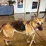 Penny is registered to the contest to win money with this photo: alert, animal, black, brown, canine, clinic, collar, dog, door, floor, fur, german_shepherd, human_foot, indoor, leash, pet, plant, poster, veterinary_clinic, waiting_area