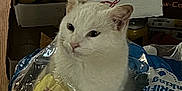 Petunia is registered to the contest to win money with this photo: animal, beverage, bottled_water, cans, cardboard_box, cat, closeup, container, curious, domestic, drink, household, indoor, pantry, pet, plastic_packaging, sitting, still_life, white_cat, yellow_cans