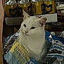animal, beverage, bottled_water, cans, cardboard_box, cat, closeup, container, curious, domestic, drink, household, indoor, pantry, pet, plastic_packaging, sitting, still_life, white_cat, yellow_cans