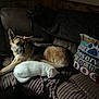 animal, blanket, brown, cat, companion, couch, cozy, dog, domestic, friendship, furniture, german_shepherd, indoor, pet, pillow, quiet, relaxed, resting, sleeping, white_cat