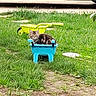 Bony a rejoint le concours — aidez-le/la à gagner de superbes lots ! kitten, cat, toy_wheelbarrow, grass, outdoor, greenery, pet, animal, small, blue, yellow, vehicle, car, pathway, nature, cute, playful, relaxing, parked_car, sunlight