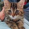 Bony participe au concours pour gagner de l'argent avec cette photo : kitten, cat, tabby, pet, animal, cute, furry, whiskers, ears, paws, lap, person, clothing, indoor, closeup, portrait, soft_light, brown, black_stripes, relaxed