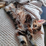 Bony a rejoint le concours — aidez-le/la à gagner de superbes lots ! kitten, cat, furry, pet, animal, cute, relaxed, cozy, blanket, texture, indoor, laying, resting, soft, whiskers, ears, paws, sleepy, domestic_cat, fur