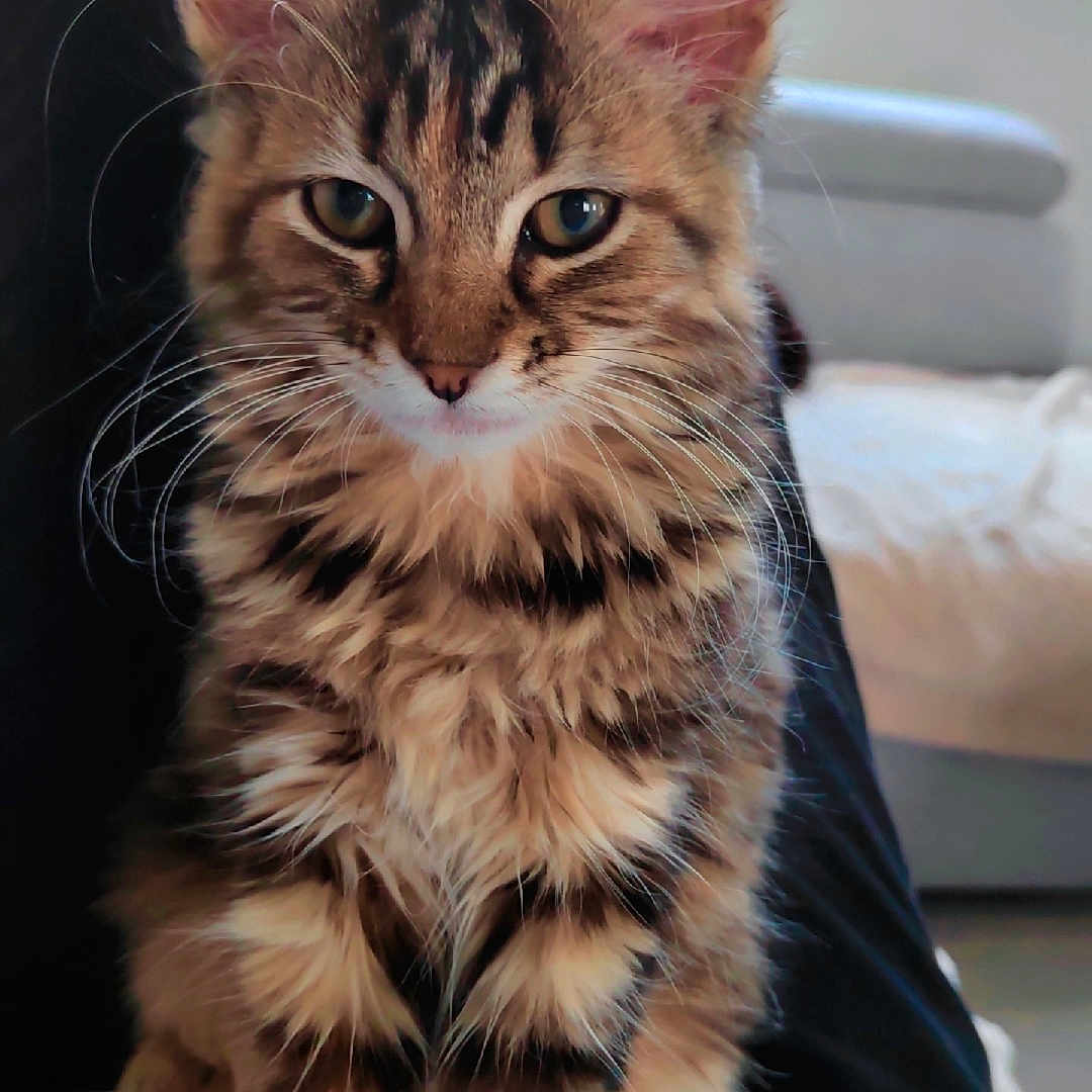Bony a rejoint le concours — aidez-le/la à gagner de superbes lots ! cat, kitten, tabby, feline, pet, animal, fur, whiskers, indoor, lap, person, cozy, window, couch, sitting, portrait, cute, young, domestic, curious